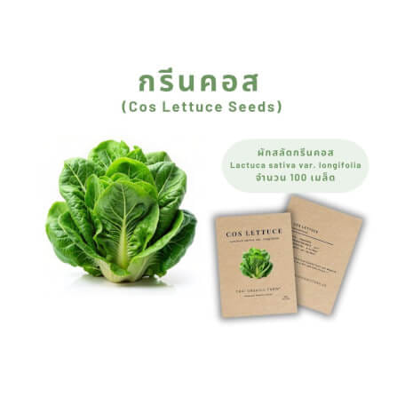 เมล็ดพันธุ์ผักสลัดกรีนคอส LETPOT ไทย ออแกนิค ฟาร์ม_2